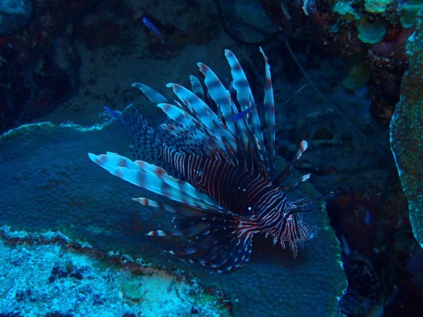 Bonaire 2021 — Foto 17 von 29