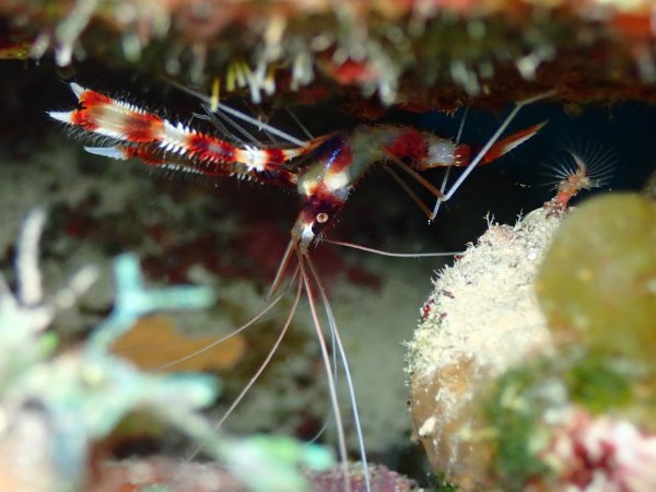 Bonaire 2021 — Foto 20 von 29